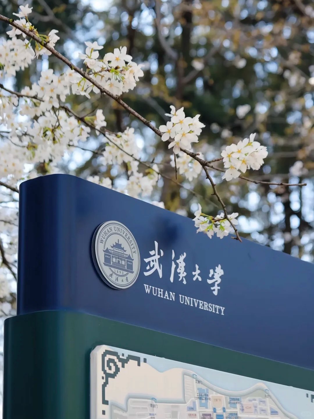 陈济帆在武汉大学樱花与校徽背景前的照片(经授权展示)